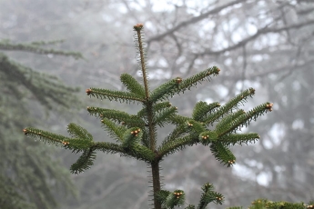 La conservation de la flore, un défi permanent