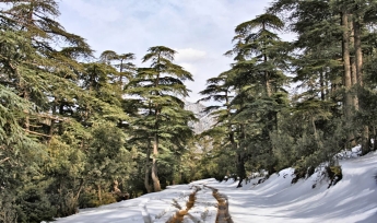 Diversités floristique et biogéographique des cédraies d’Algérie