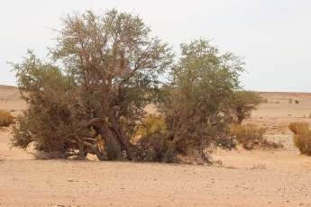 L'arganeraie d'Algérie : structure, écologie, syntaxonomie, dynamique